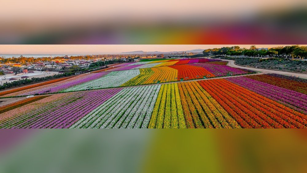 Carlsbad Flower Fields Photography Tips (Seasonal) in San Diego