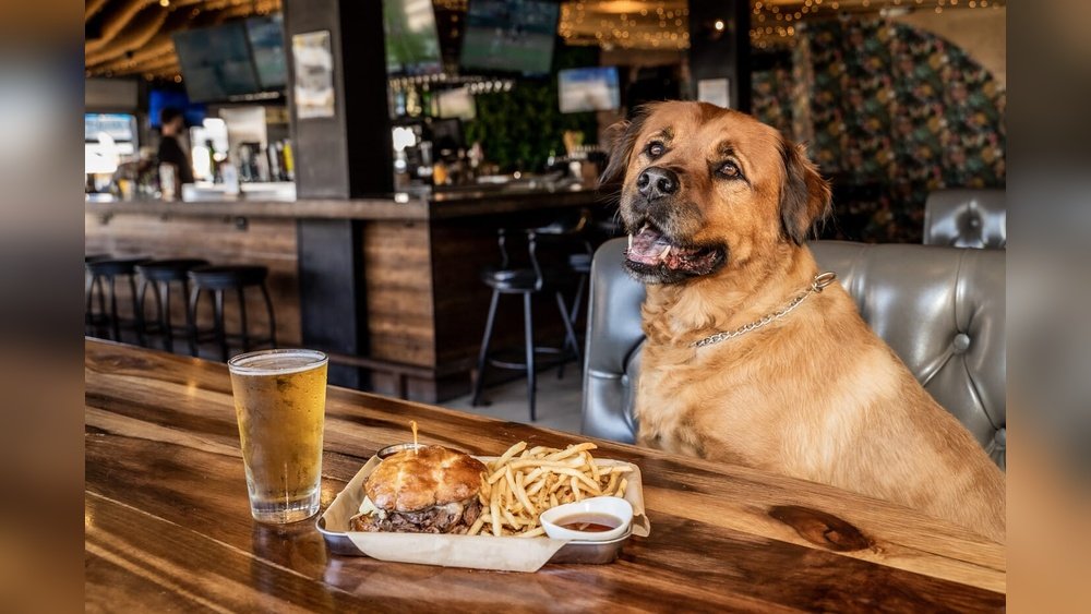 Pet-Friendly Patios: Where to Eat With Your Dog in San Diego.